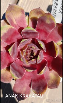 Skalné ruže - sempervivum - 4