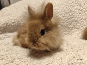 Teddy Hegyeshalom - 4