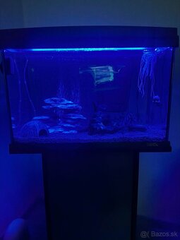 Akvárium 60l - 4