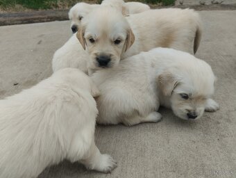 Zlatý retriever - 4