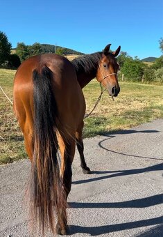 Quarter horse 2r. valach - 4