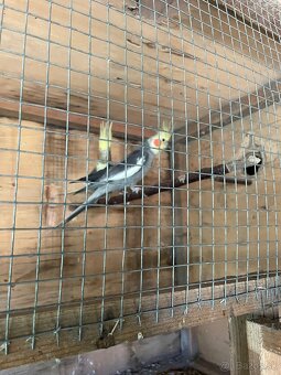 Výstavné korely - 4