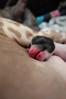 Americký bezsrstý teriér s PP FCI - 4