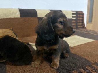 Jazvecik dlhosrsty - 4