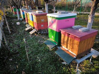 Včelstvo, včely, kompletné príslušenstvo včelára - 4
