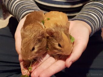 Morča, morské prasiatko - 4