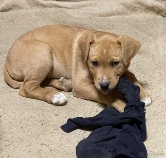 Kríženec Staford - Labrador - 4