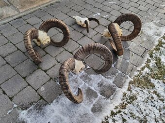 Trofeje muflonov - 4