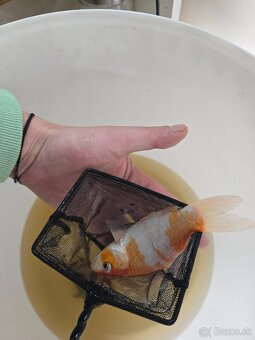 Koi kapor do rybníka - 4