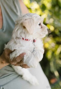 Havanský psík s PP - 4