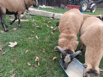 Kamerunsky baran - 4