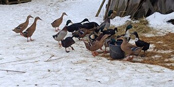 Predám indické bežce - 4