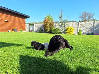 Labrador šteniatko psík čierny - 4