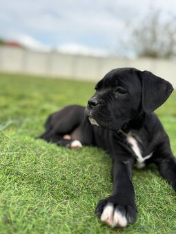 Cane Corso s PP - 4