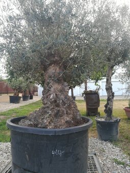 Olivovnik bonsai - 4