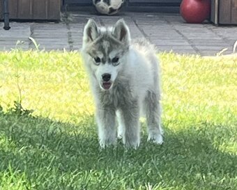 Sibírsky Husky - 4
