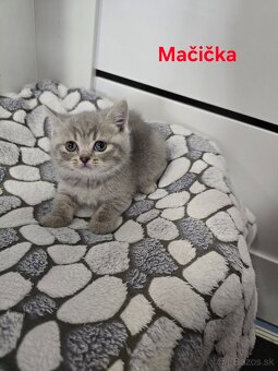 Škótske mačiatka - 4