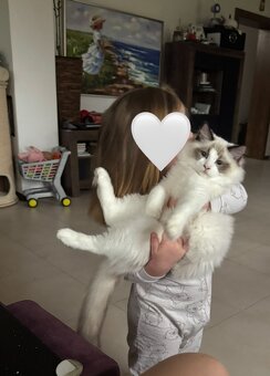 Mačiatka Ragdoll s PP - 4