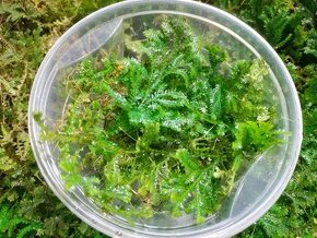 Selaginella uncinata (Didiclis uncinata) - 4