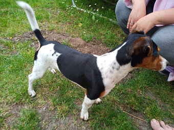 Jack Russell teriér- pes na krytie - 4