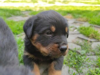 Predám šteniatka Rottweiler - 4