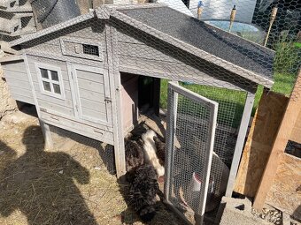 prepelice,ayam cemani, hodvabnicky,nosnice,zajace , 3x kurín - 4