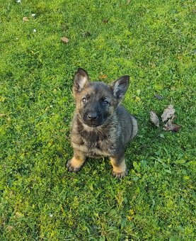 Nemecký ovčiak - 4