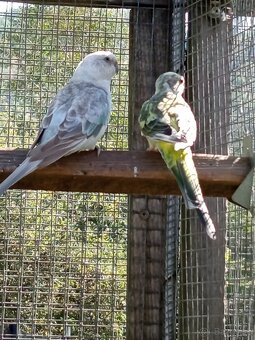 Papagáj spevavý - 4