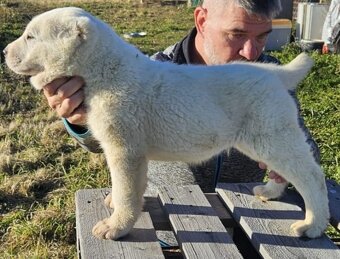 Stredoazijsky ovciak FCI pp - 4