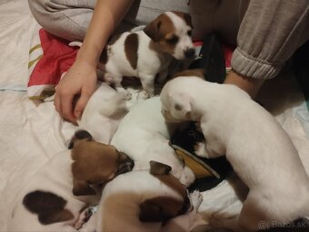 Jack Russell - 4