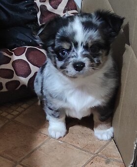 čivava dlhosrsta - 4