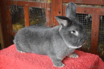 Predam Viedensky divoko modrý - 4