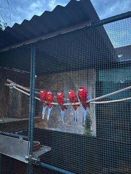 Predám rozely rubino červená - 4