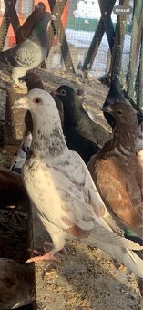 Poštové holuby - 4