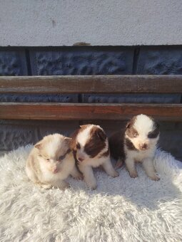 Border kolia,collia - 4