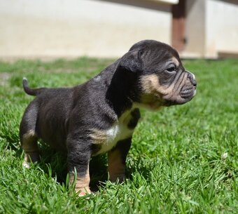 Crossbreed bully 75% - 4