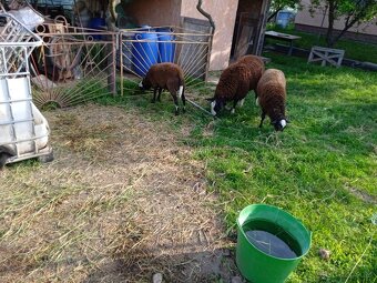 Zwartbles - 4
