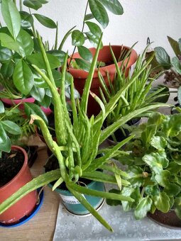 Aloe vera - 4