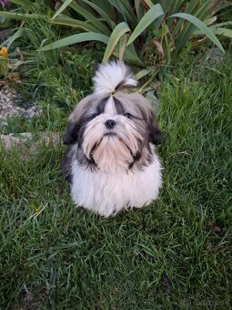 Shih tzu s PP / shi-tzu / shitzu - 4