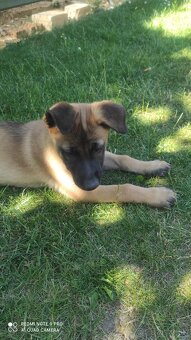 Belgický ovčiak malinois - 4