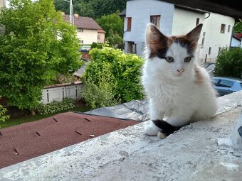 Darujem 2 mesačné mačiatka - 4