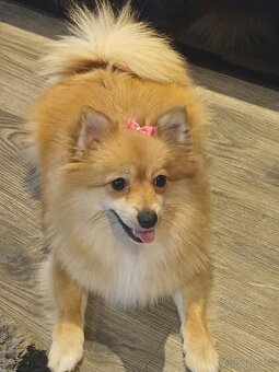 Pomeranian - 4