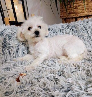 Bichon  fenočka Lilinka - 4