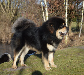 Tibetská doga šteniatka s PP po špičkových rodičoch - 4