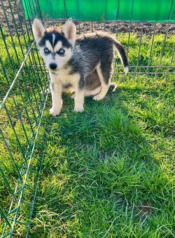 Steniatka sibirsky husky - 4