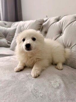 Nemecky špic biely - 4