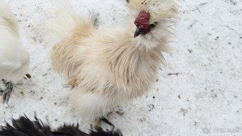 Kohúti hodvabničiek - 4