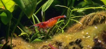 PREDÁM KREVETKY - Odber v Bratislave - 4