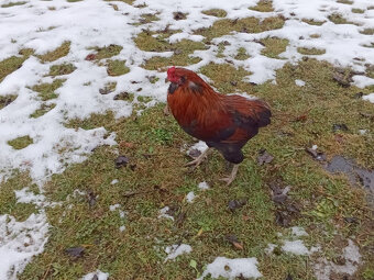 Kohúty araukana (araucana) - predaj - 4