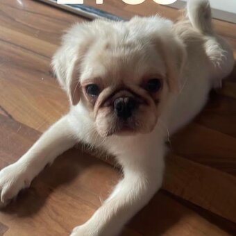 Mops (Pekinéz) - 4